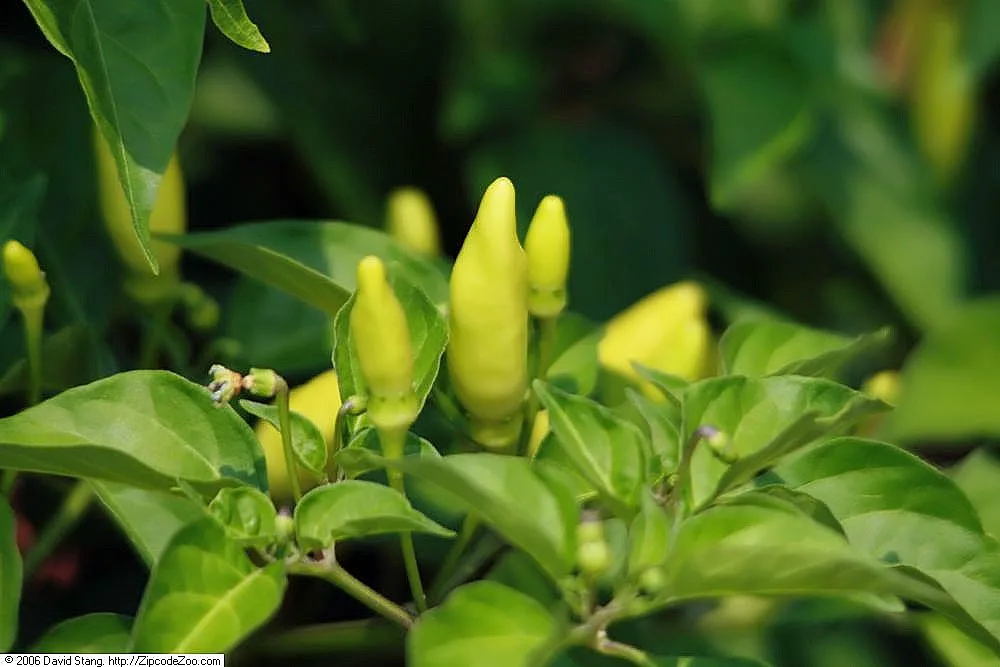 Tabasco chilli pepper