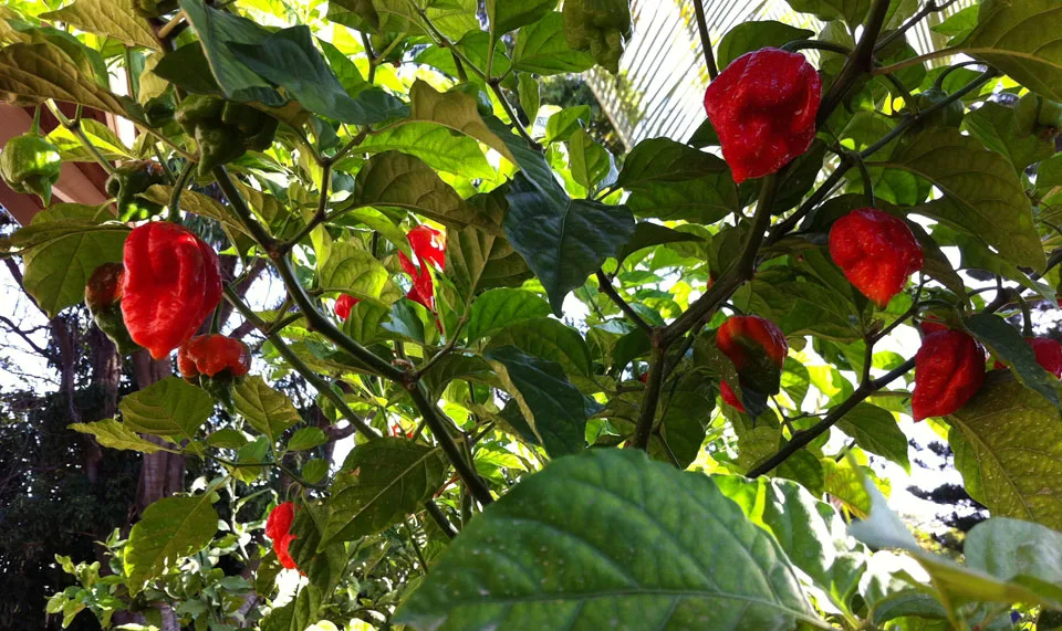 Trinidad Moruga Scorpion chilli pepper