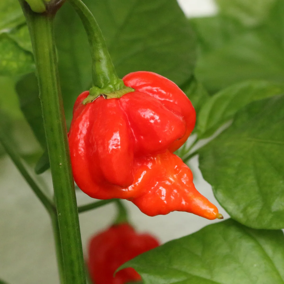 Trinidad Scorpion Butch T chilli pepper