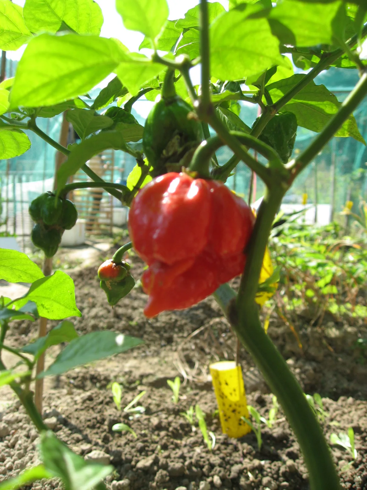 Trinidad Scorpion chilli pepper