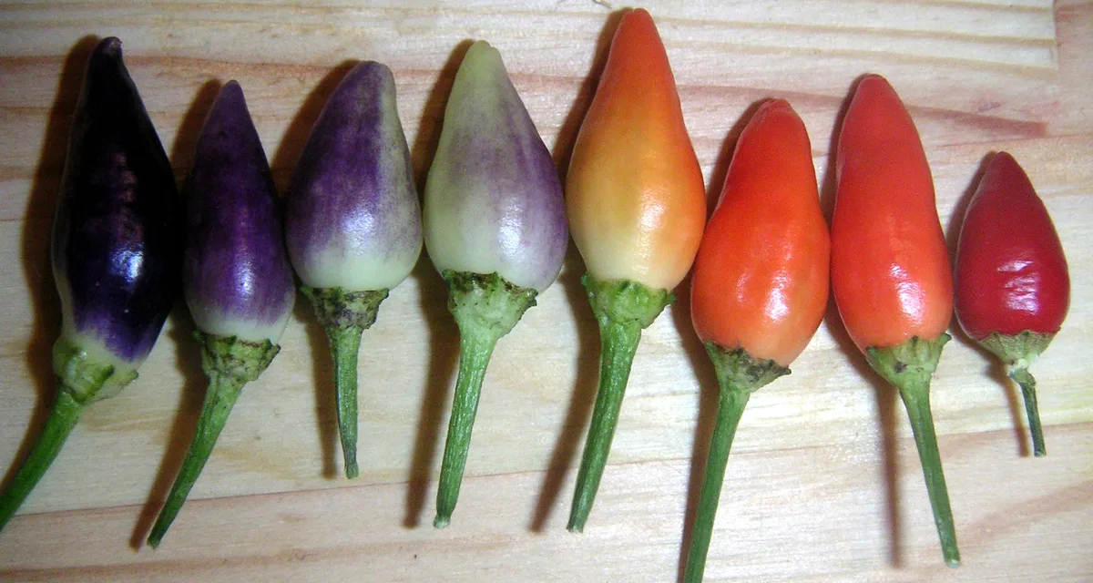 Twilight chilli pepper